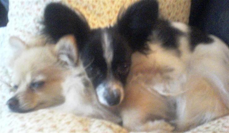 Pomeranian Tulle - Tulle og Balou, Tulle elskede Balou billede 12