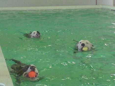 Amerikansk staffordshire terrier Hector billede 3