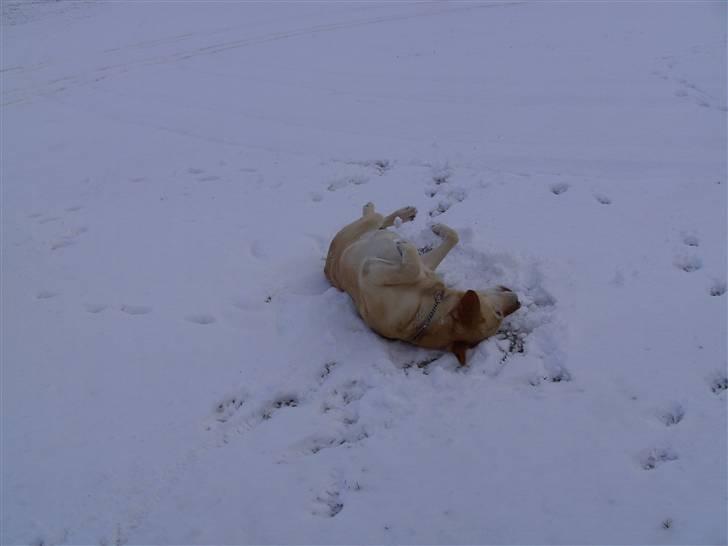 Labrador retriever Penny - Sne :b marts 2008 <3 billede 16