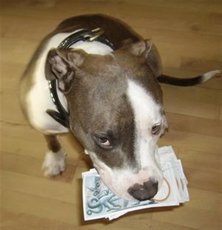 Amerikansk staffordshire terrier Hector - tak far billede 6