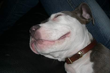 Amerikansk staffordshire terrier Hector billede 7