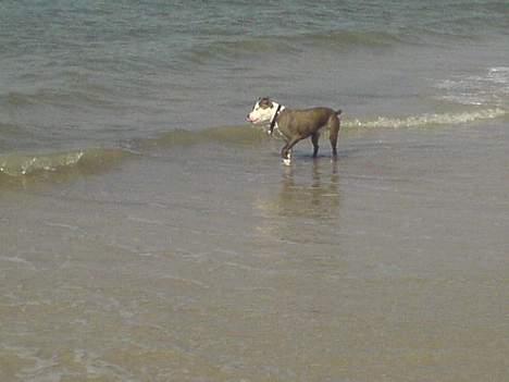 Amerikansk staffordshire terrier Hector - hvor kommer alt det vand mon fra (gør) billede 8