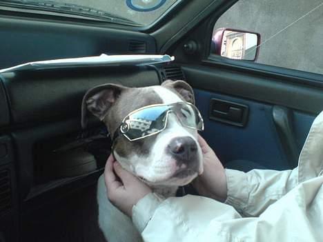 Amerikansk staffordshire terrier Hector - fin er jeg da billede 9