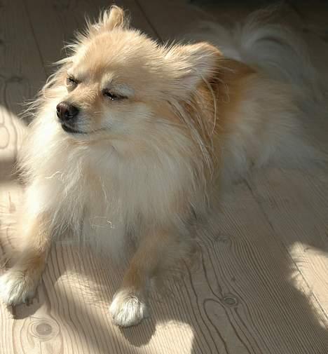 Pomeranian Tulle - Dejligt varmt, solen skinner  billede 13