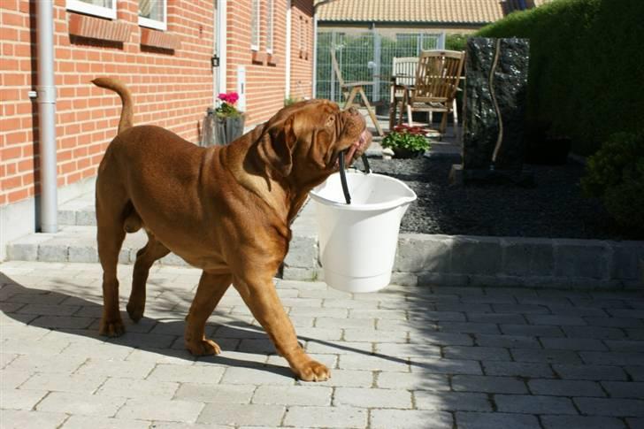 Dogue de bordeaux #Bufas# billede 1