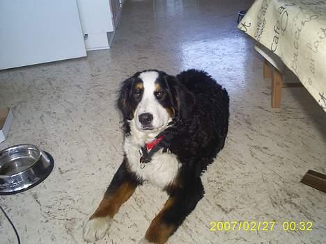 Berner sennenhund Balou billede 1