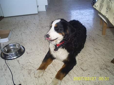 Berner sennenhund Balou billede 2