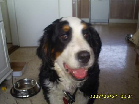 Berner sennenhund Balou billede 3