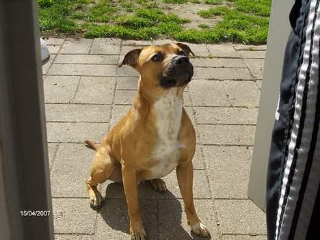 Staffordshire bull terrier Boss * R I P * <3 - nyt 15.04.07 billede 17