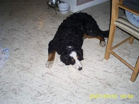 Berner sennenhund Balou billede 4