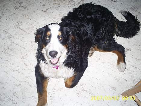 Berner sennenhund Balou billede 5