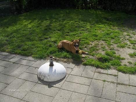 Staffordshire bull terrier Boss * R I P * <3 - nyt 15.04.07 billede 18