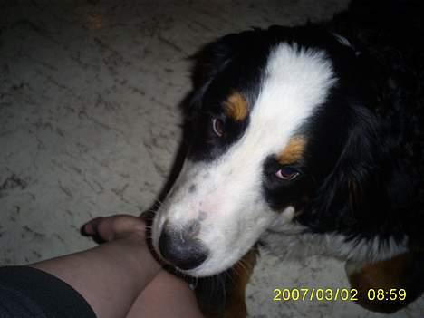 Berner sennenhund Balou billede 6