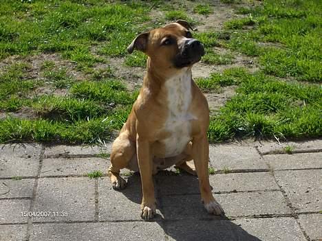 Staffordshire bull terrier Boss * R I P * <3 - nyt 15.04.07 billede 19