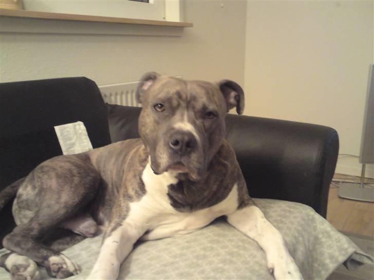 Amerikansk staffordshire terrier kingo billede 1