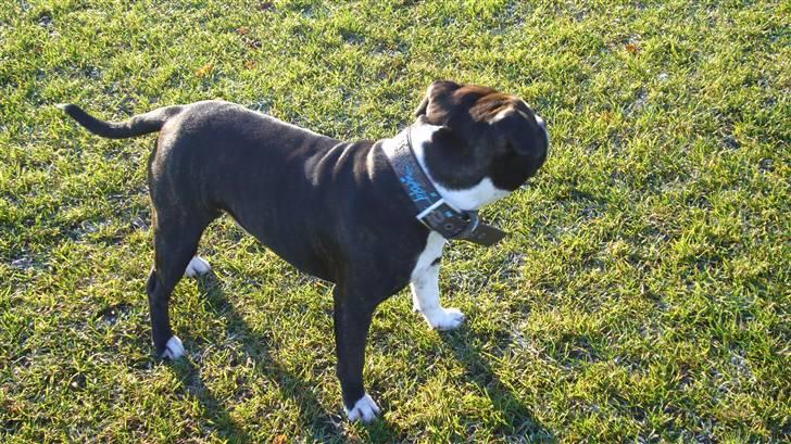 Staffordshire bull terrier Django billede 12