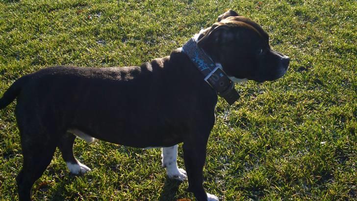 Staffordshire bull terrier Django billede 13
