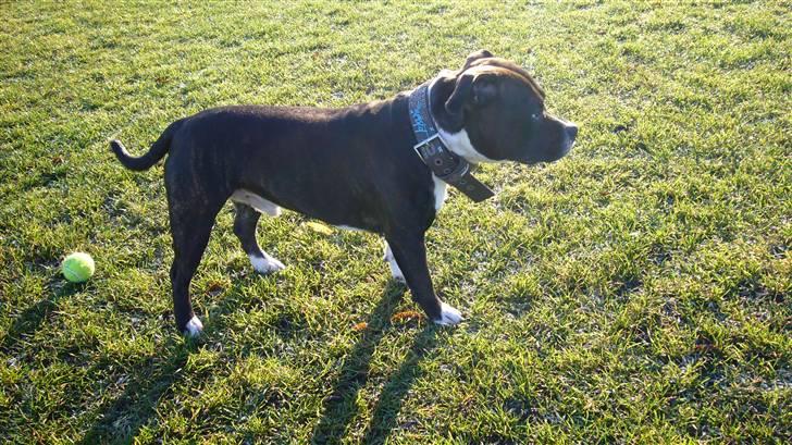 Staffordshire bull terrier Django billede 14