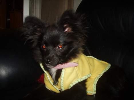 Blanding af racer madonna - min muz billede 16