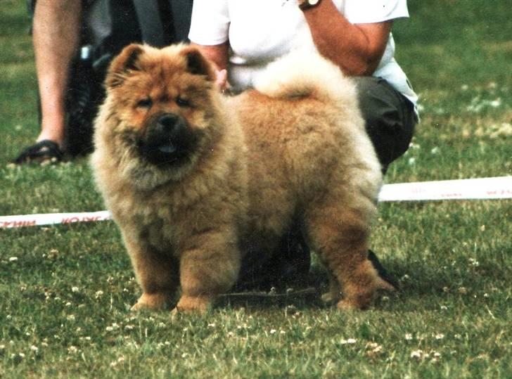 Chow chow Pelis Ringo of Flensborg - Jeg fandt lige dette billede og syntes han er så sød billede 1