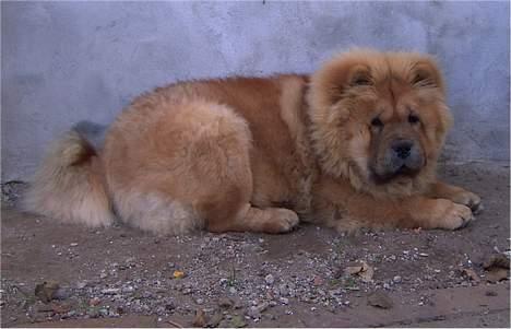 Chow chow Pelis Ringo of Flensborg - jeg er bare så træt billede 2