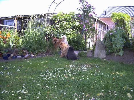 Chow chow Pelis Ringo of Flensborg - her er jeg så sammen med min mor billede 3