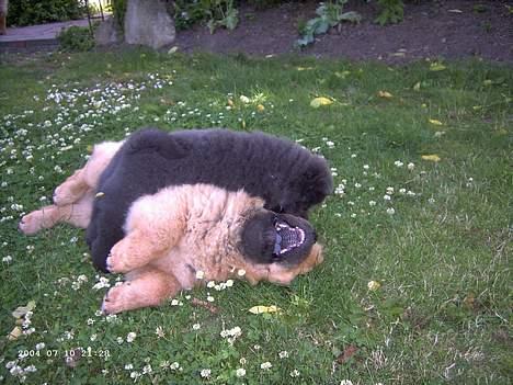 Chow chow Pelis Ringo of Flensborg - jeg har fået en lille veninde fra sverige billede 4