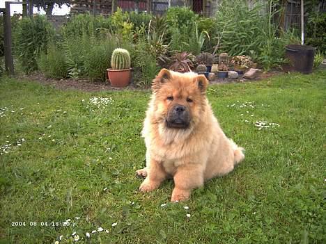 Chow chow Pelis Ringo of Flensborg - 4måneder og ååå så dejlig billede 5