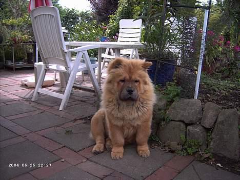 Chow chow Pelis Ringo of Flensborg - åv nu vil hun fotografere igen billede 6