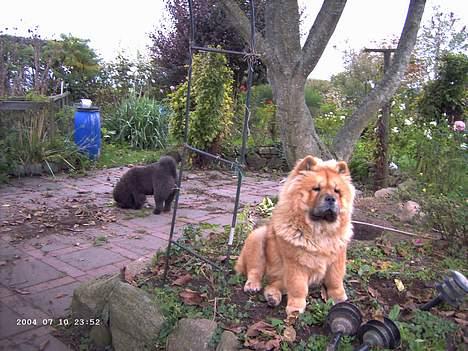 Chow chow Pelis Ringo of Flensborg - så er jeg blevet lidt større billede 7