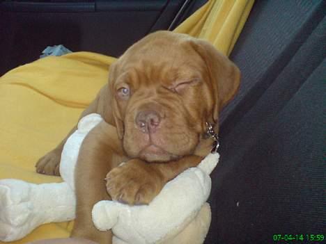 Dogue de bordeaux #Bufas# - Rævesøvn på hjemturen billede 2