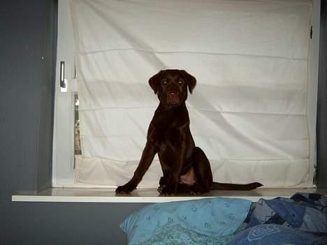 Labrador retriever <3Ganto<3 *Død* - her sidder jeg, flot som jeg er. billede 12