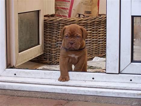 Dogue de bordeaux #Bufas# - 5 uger gammel i Holland før han flyttede til Danmark billede 3