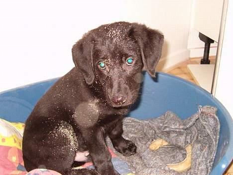 Blanding af racer Vaks - Her er jeg ikke ret gammel billede 20