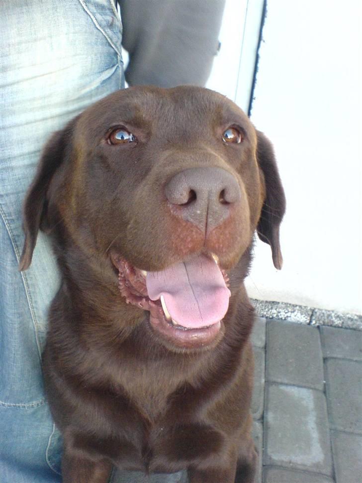 Labrador retriever Chicco *død* - Min dejlige hund Chicco billede 1