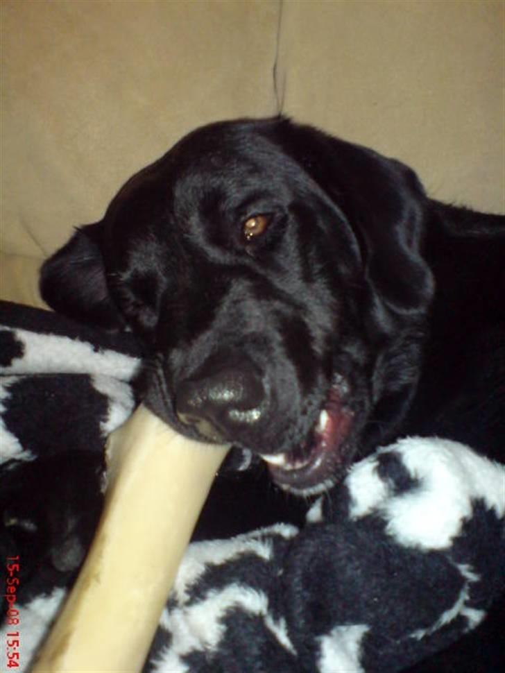 Blanding af racer Fraya - Lab/Berner 26/8-06 - 14/2-19 - Mmmmmm ben! *NYT* billede 7