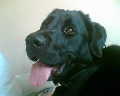 Blanding af racer Fraya - Lab/Berner 26/8-06 - 14/2-19 - jeg er lækker er jeg ja! billede 8