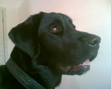 Blanding af racer Fraya - Lab/Berner 26/8-06 - 14/2-19 - Hov - der var en lyd! billede 9