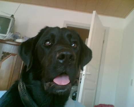 Blanding af racer Fraya - Lab/Berner 26/8-06 - 14/2-19 - En lyd mere!!! billede 10