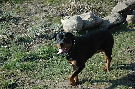 Rottweiler Kiara (R.I.P) - Af Bo Kollemorten billede 8