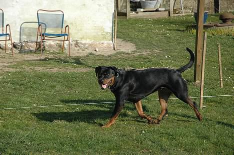 Rottweiler Kiara (R.I.P) - Af Bo Kollemorten billede 9