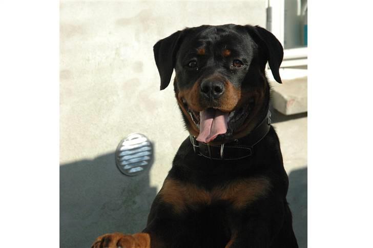 Rottweiler Kiara (R.I.P) - Af Bo Kollemorten billede 10
