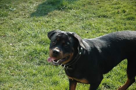 Rottweiler Kiara (R.I.P) - Af Bo Kollemorten billede 11