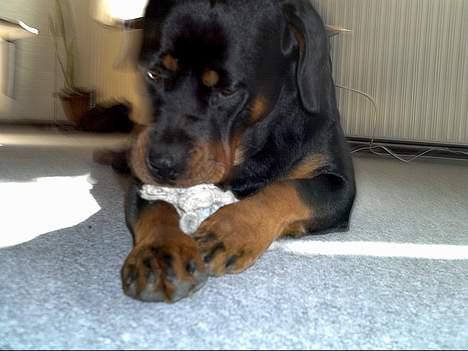 Rottweiler Kiara (R.I.P) billede 13