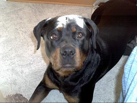 Rottweiler Kiara (R.I.P) billede 14