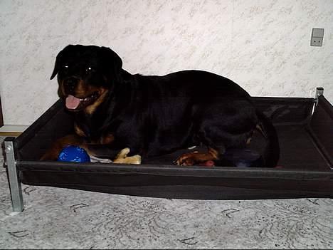 Rottweiler Kiara (R.I.P) - Kiara og hendes seng (Hun ikke gider bruge, Hun vil heller putte ved siden af vores seng) billede 16