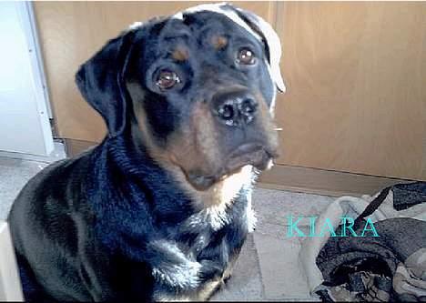 Rottweiler Kiara (R.I.P) billede 17
