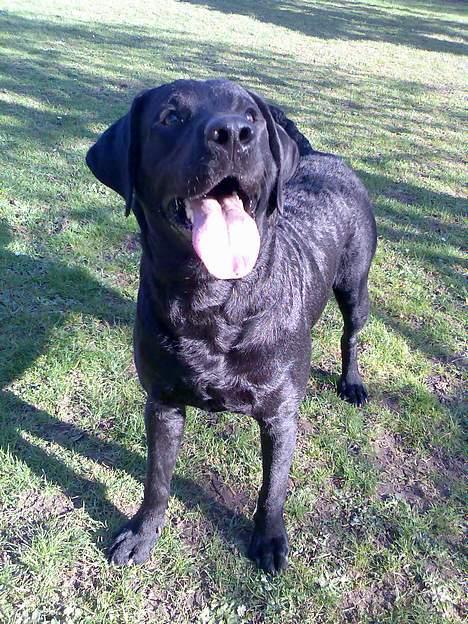 Labrador retriever Jackie - kaaaaaast deeeeeeeen! billede 15