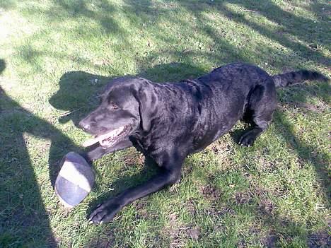 Labrador retriever Jackie - Tager mig lige en slapper billede 16