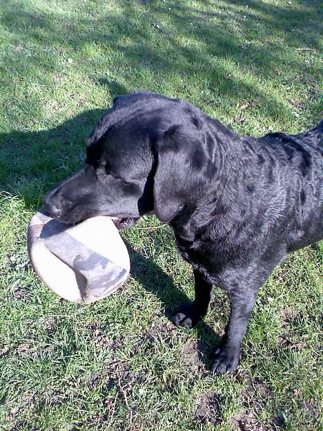 Labrador retriever Jackie - Se min fiiine bold :-)) billede 17